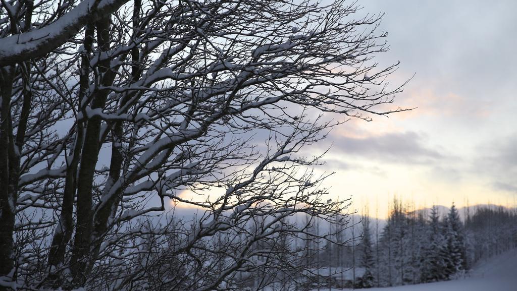 Sel Guesthouse Skálholt 外观 照片